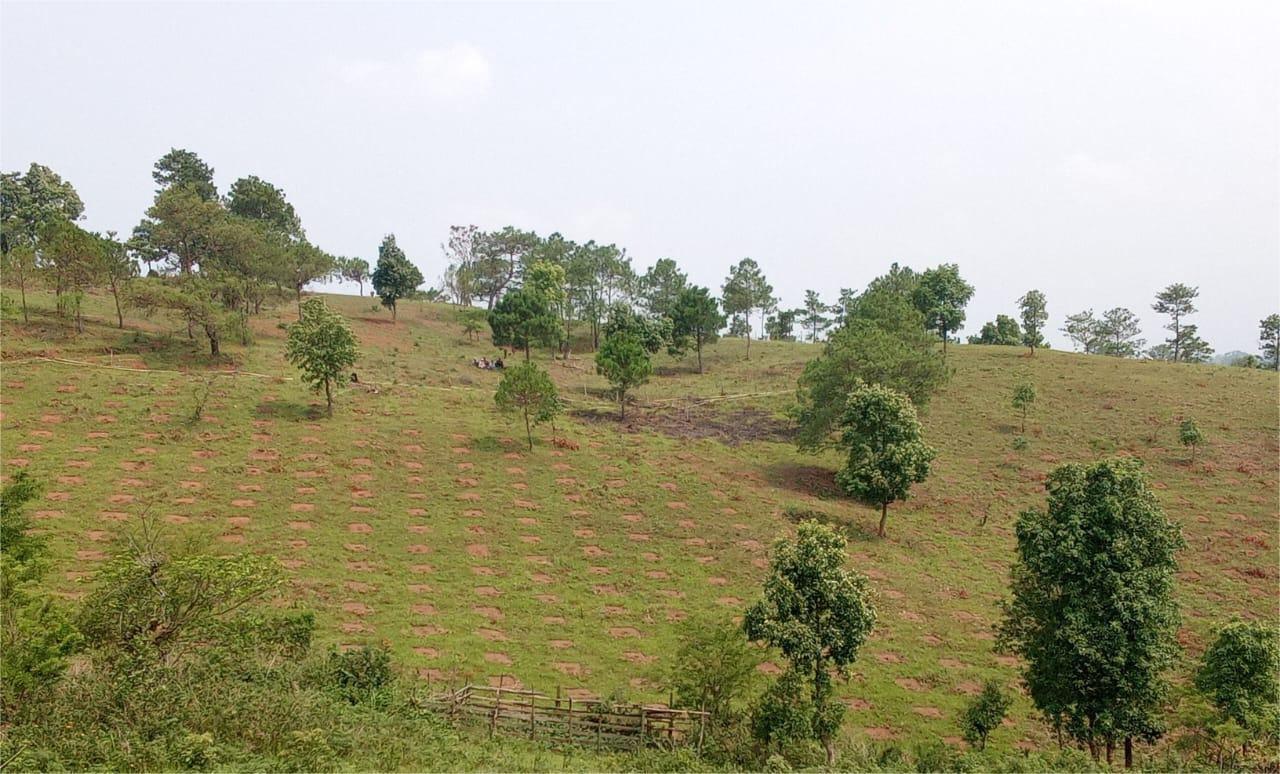 Restoration of degraded forest areas